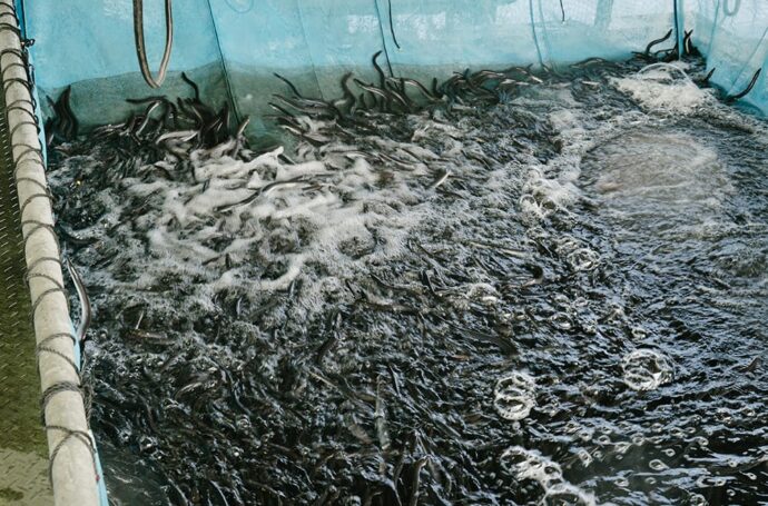 鹿児島鰻は鹿児島県の中でもトップクラスの出荷量